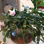 לינה וארוחת בוקר Casa Picca & Lotta 3*