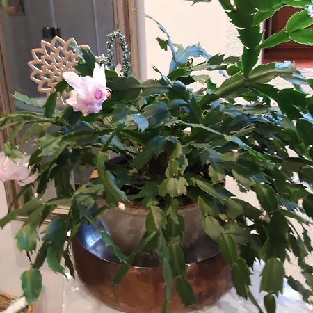 Bed and Breakfast Casa Picca & Lotta 3*