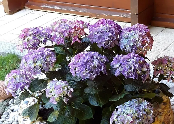 Casa Picca & Lotta Radenthein