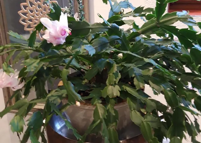 Bed & Breakfast Casa Picca & Lotta 3*